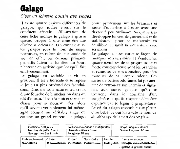 Prévisualisation du document Galago:C'est un lointain cousin des singes.