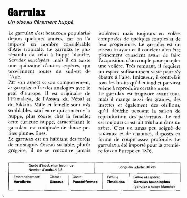 Prévisualisation du document GarrnlaxUn oiseau fièrement huppéLe garrulax s'est beaucoup popularisé depuis quelques années, car on l'a importé en nombre considérable d'Asie tropicale.