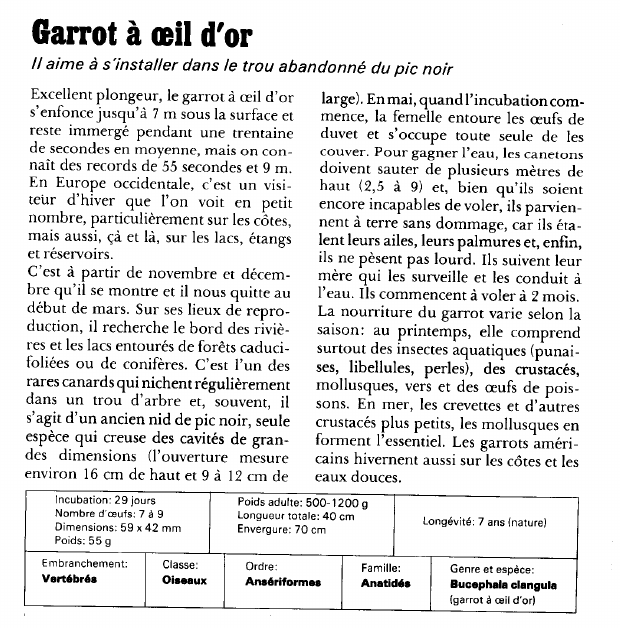 Prévisualisation du document Garrot à oeil d'or:Il aime à s'installer dans le trou abandonné du pic noir.