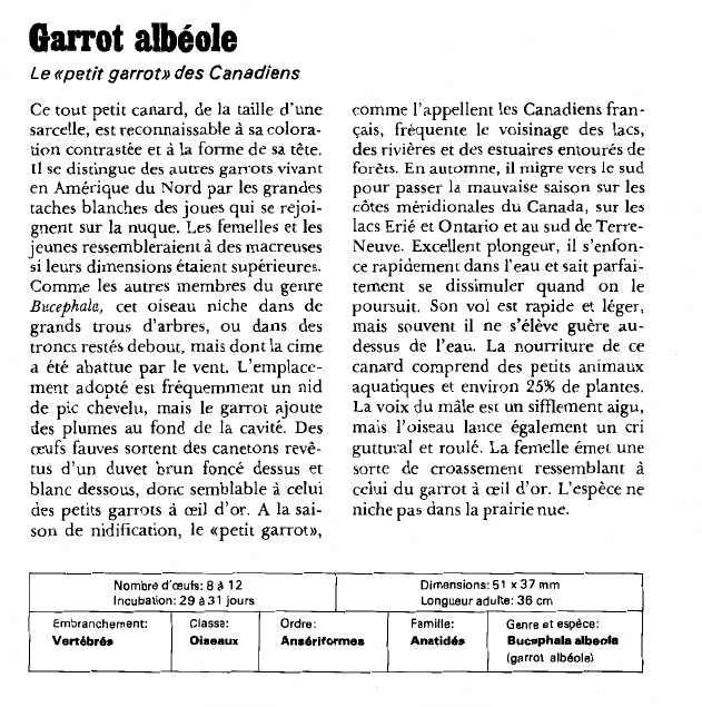 Prévisualisation du document Garrot albéole:Le «petit garrot» des Canadiens.