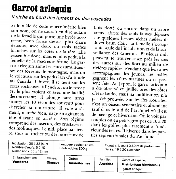 Prévisualisation du document Garrot arlequin:Il niche au bord des torrents ou des cascades.