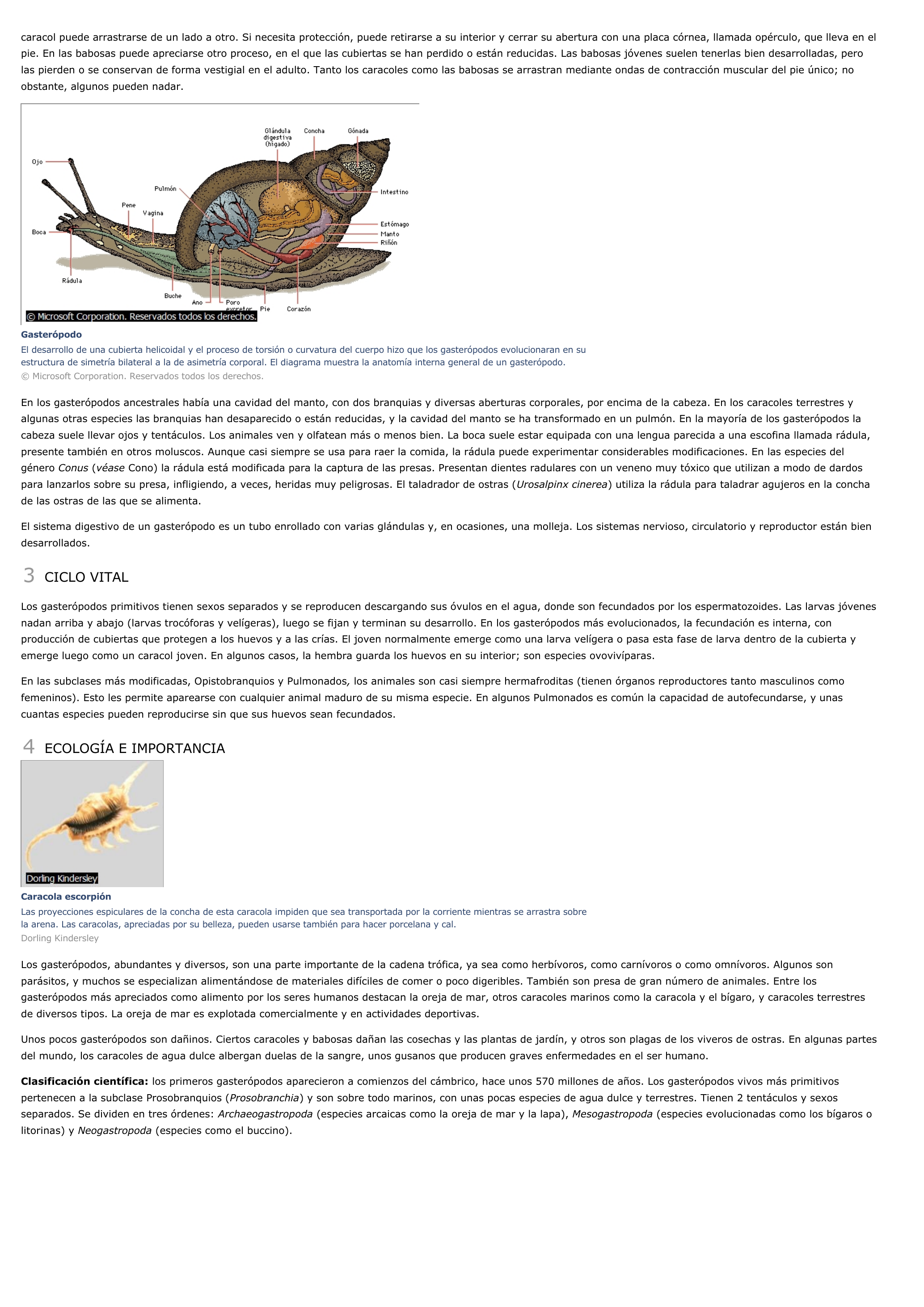 Prévisualisation du document Gasterópodo - ciencias de la naturaleza.