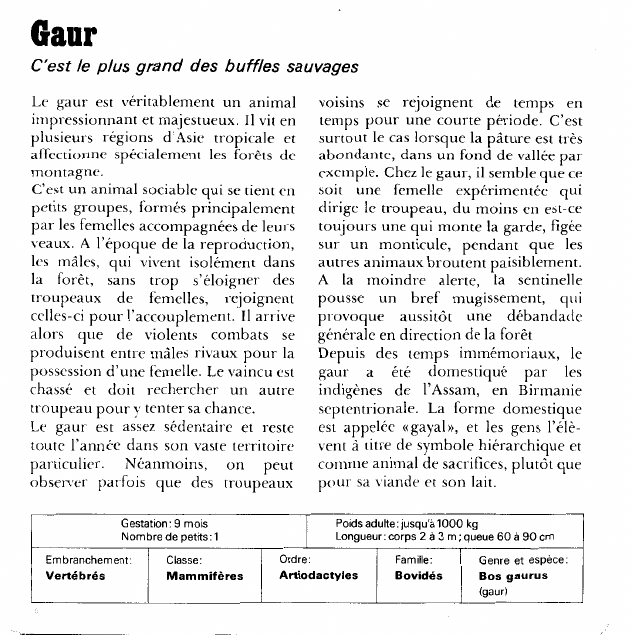 Prévisualisation du document Gaur:C'est le plus grand des buffles sauvages.