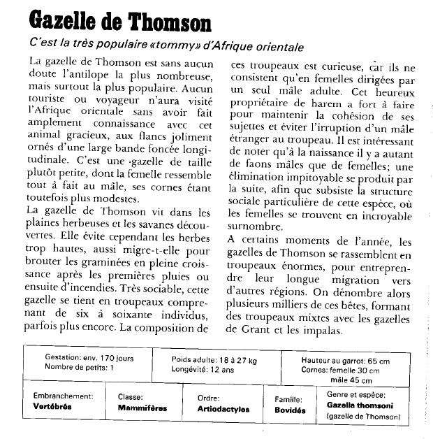 Prévisualisation du document Gazelle de Thomson:C'est la très populaire «tommy» d'Afrique orientale.
