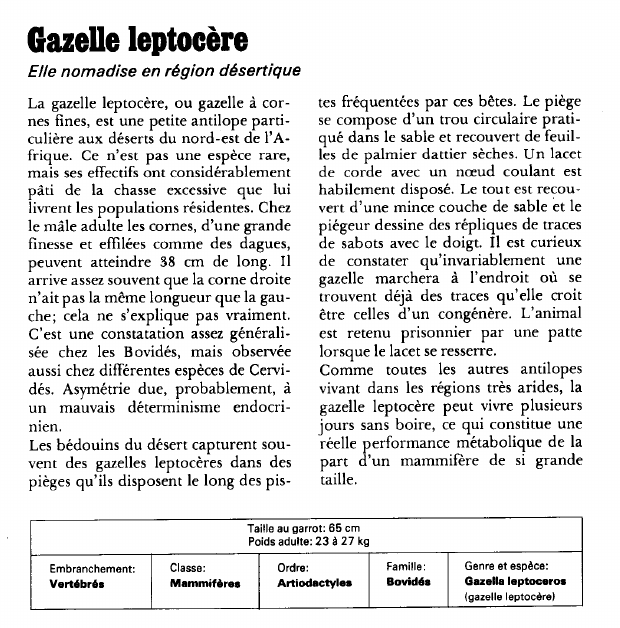 Prévisualisation du document Gazelle leptocère:Elle nomadise en région désertique.
