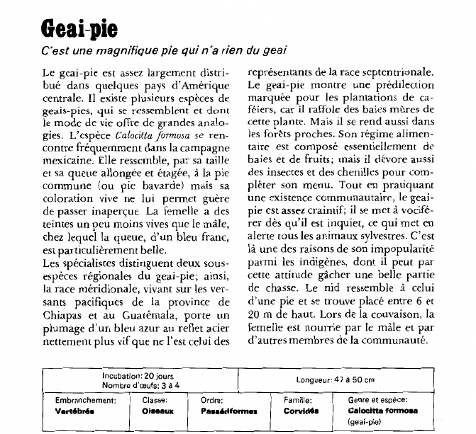 Prévisualisation du document Geai-pieC'est une magnifique pie qui n'a rien du geai.