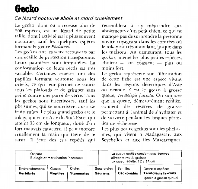 Prévisualisation du document Gecko:Ce lézard nocturne aboie et mord cruellement.