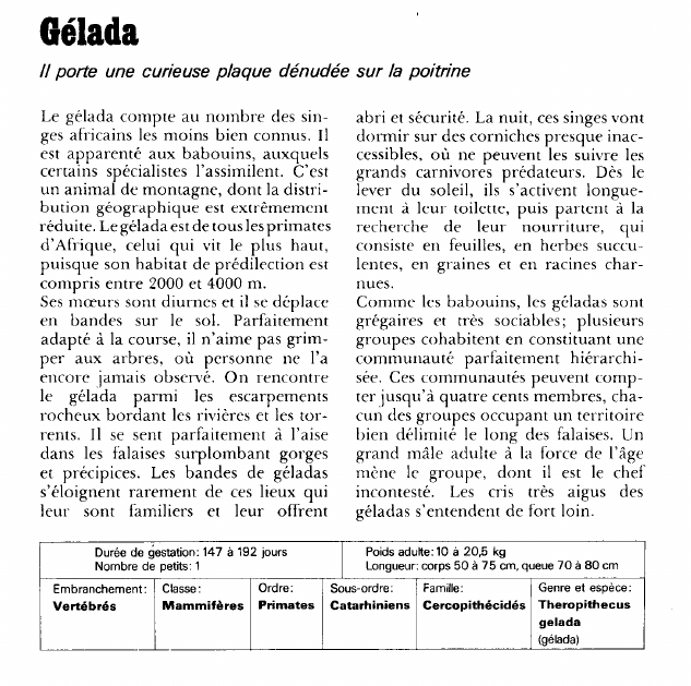 Prévisualisation du document Gélada:Il porte une curieuse plaque dénudée sur la poitrine.