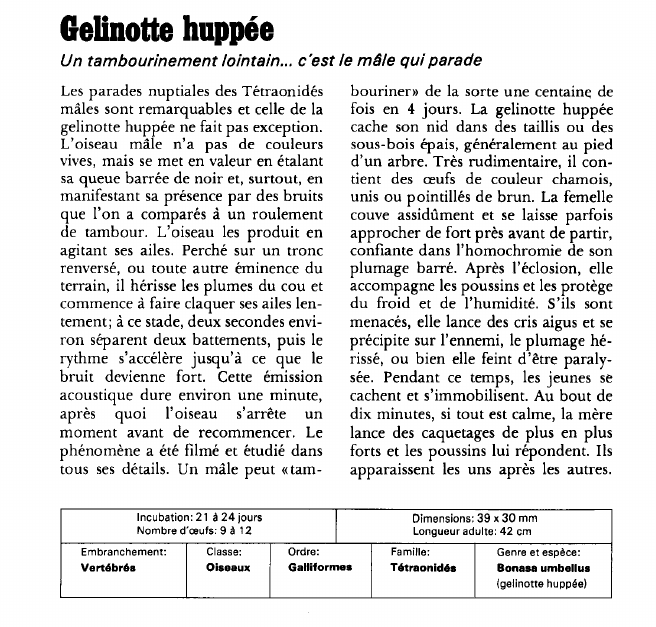 Prévisualisation du document Gelinotte huppée:Un tambourinement lointain.