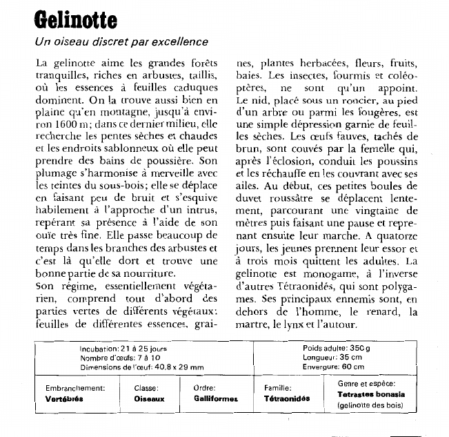 Prévisualisation du document Gelinotte:Un oiseau discret par excellence.