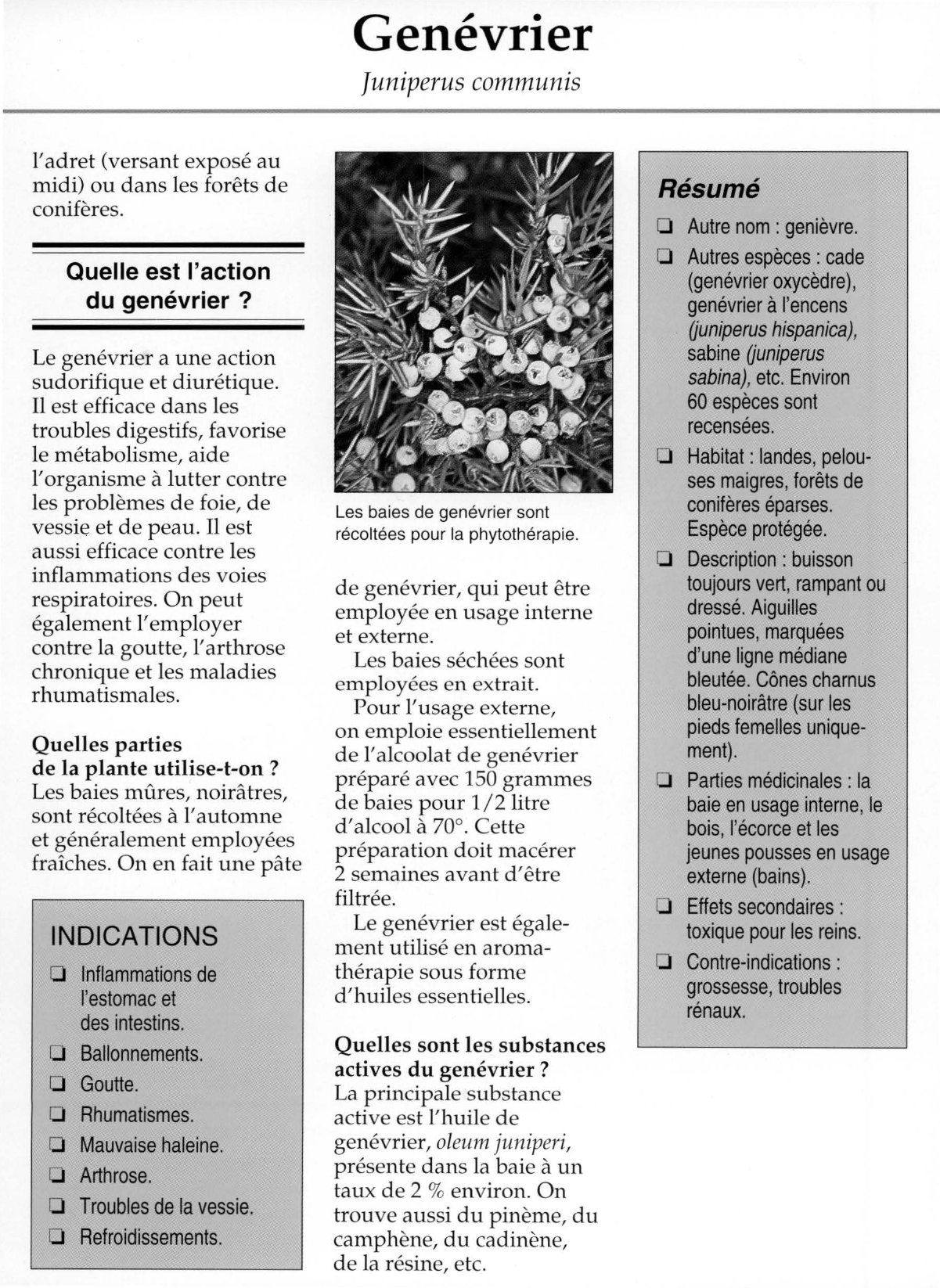 Prévisualisation du document Genévrier.