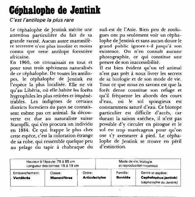 Prévisualisation du document Géphalophe de Jentink:C'est l'antilope la plus rare.