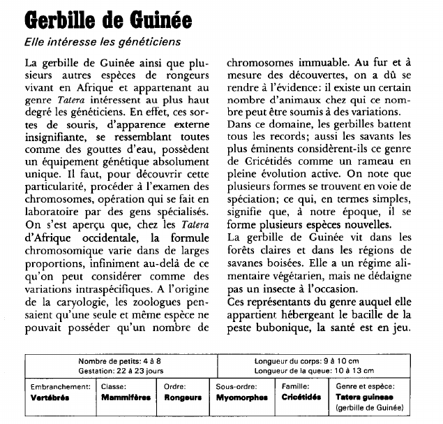 Prévisualisation du document Gerbille de Guinée:Elle intéresse les généticiens.
