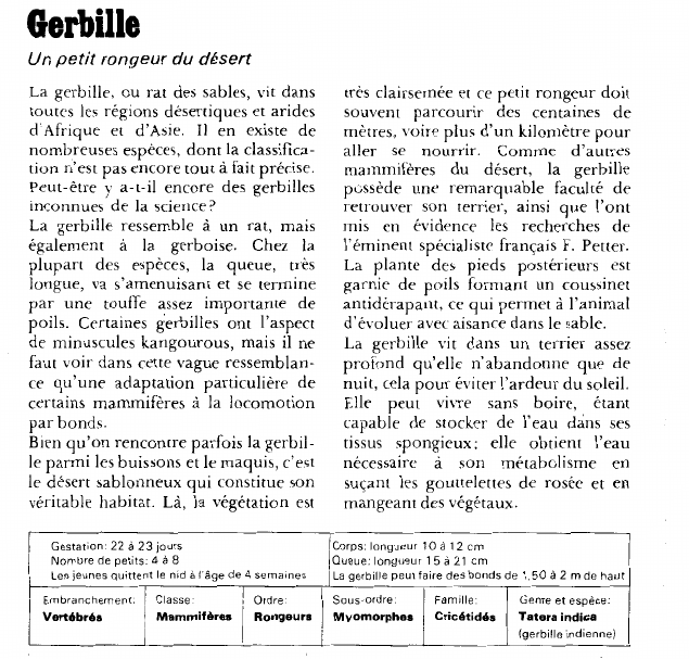 Prévisualisation du document Gerbille:Un petit rongeur du désert.