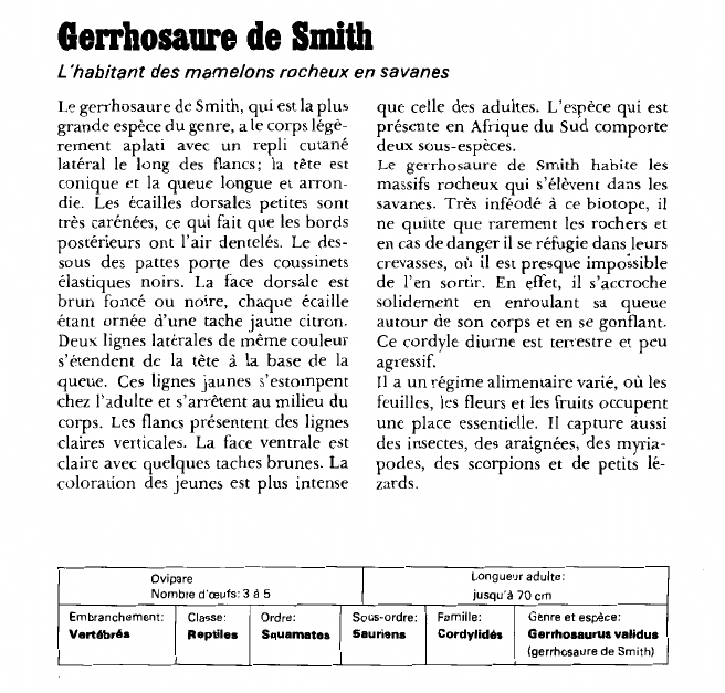 Prévisualisation du document Gerrhosaure de Smith:L'habitant des mamelons rocheux en savanes.
