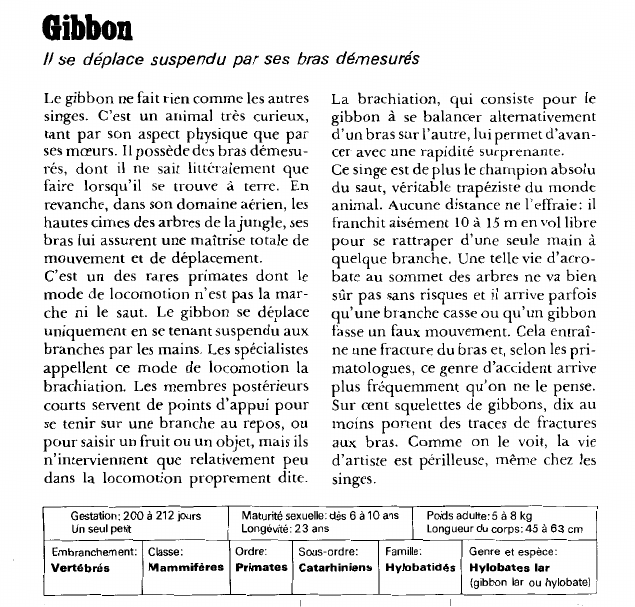 Prévisualisation du document Gibbon:Il se déplace suspendu par ses bras démesurés.