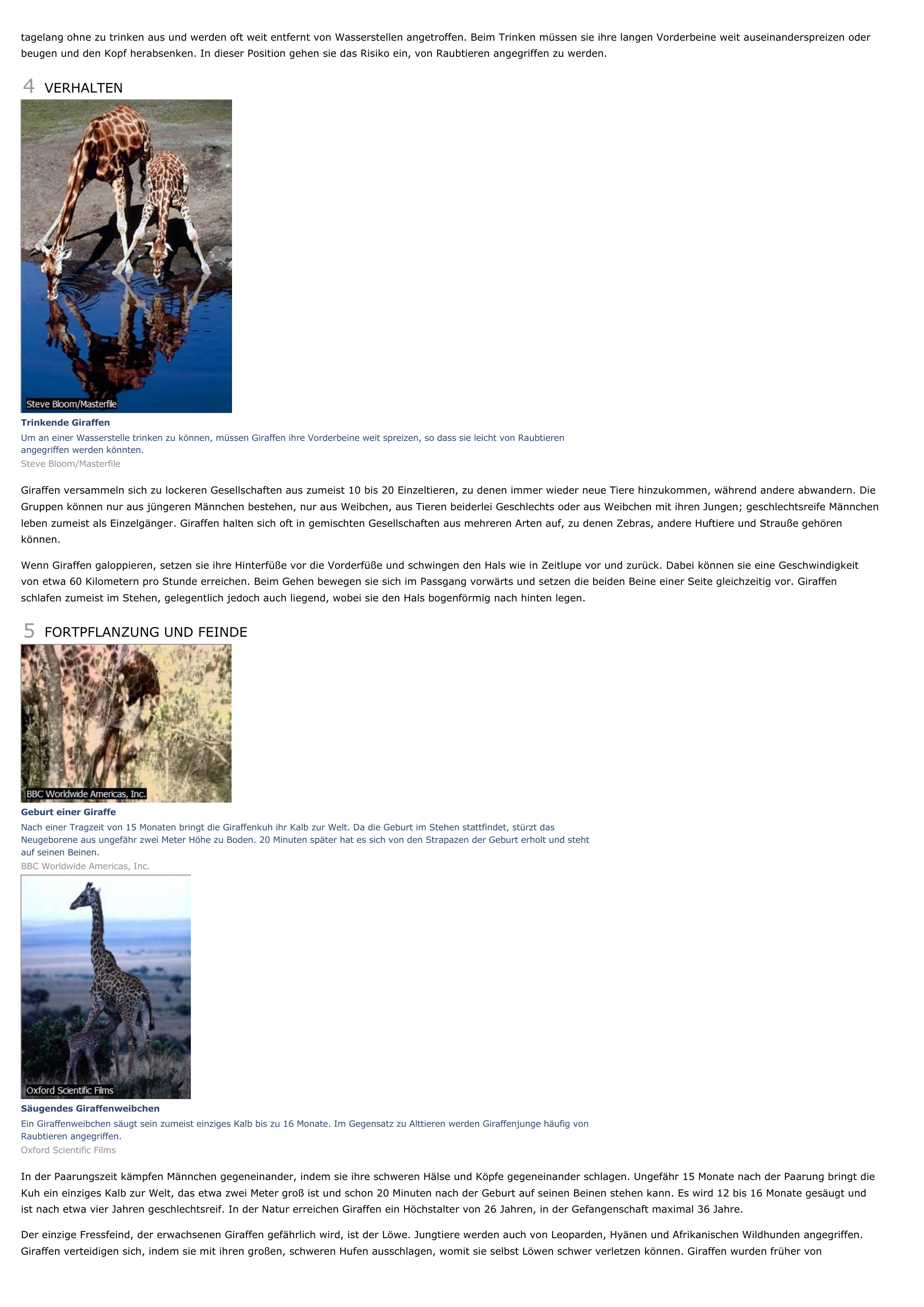 Prévisualisation du document Giraffe - biologie.