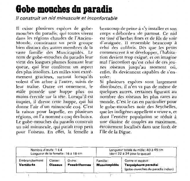 Prévisualisation du document Gobe-mouches du paradis:Il construit un nid minuscule et inconfortable.