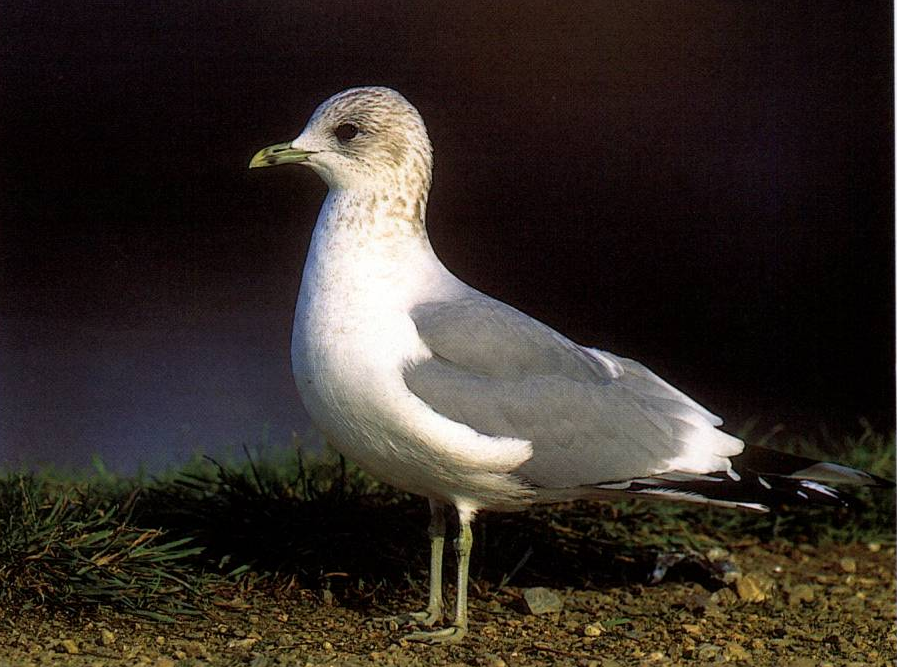 Prévisualisation du document GOÉLAND A BEC CERCLÉ