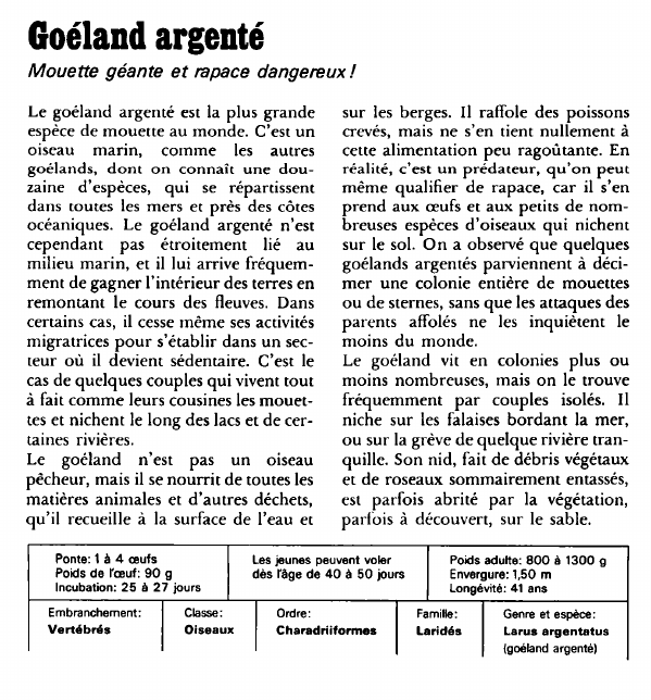 Prévisualisation du document Goéland argenté:Mouette géante et rapace dangereux!