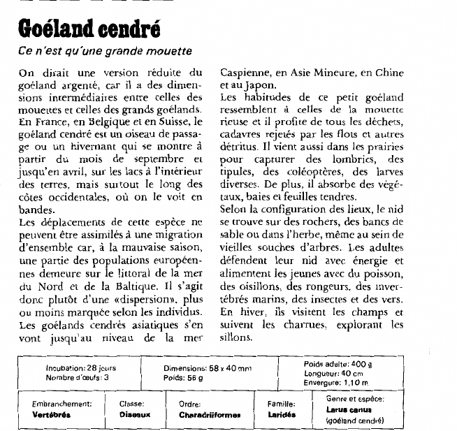 Prévisualisation du document Goéland cendré:Ce n'est qu'une grande mouette.
