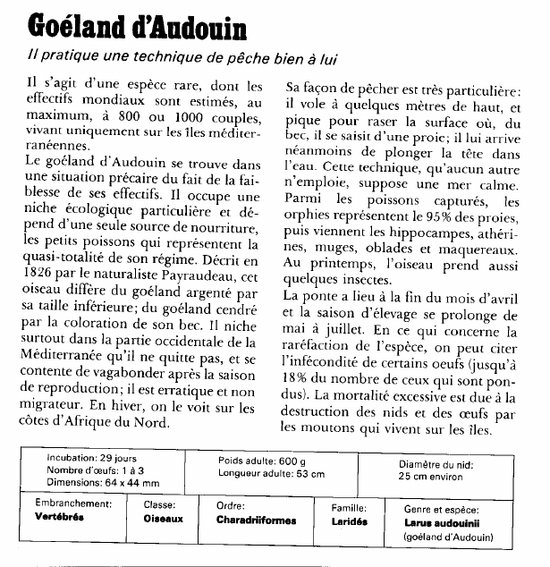 Prévisualisation du document Goéland d'Audonin:Il pratique une technique de pêche bien à lui.