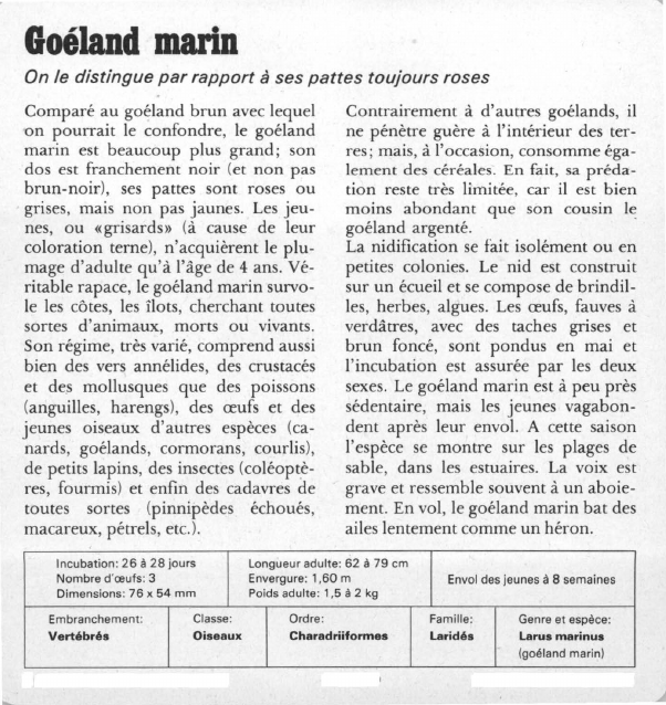 Prévisualisation du document Goéland marin:On le distingue par rapport à ses pattes toujours roses.
