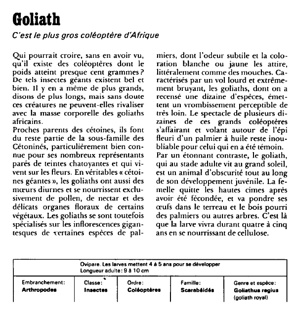 Prévisualisation du document Goliath:C'est le plus gros coléoptère d'Afrique.