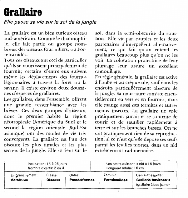 Prévisualisation du document GrallaireElle passe sa vie sur le sol de la jungleLa grallaire est un bien curieux oiseau sud-américain.