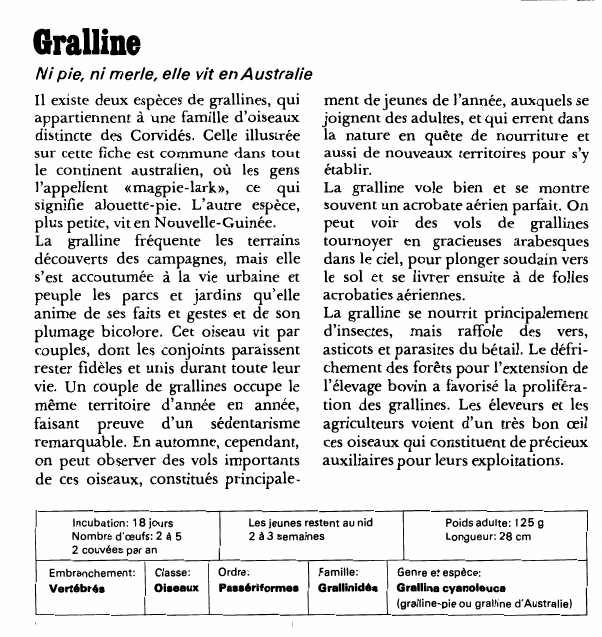 Prévisualisation du document GrallineNi pie, ni merle, elle vit en AustralieIl existe deux espèces de grallines, qui appartiennent à une famille d'oiseaux distincte des Corvidés.