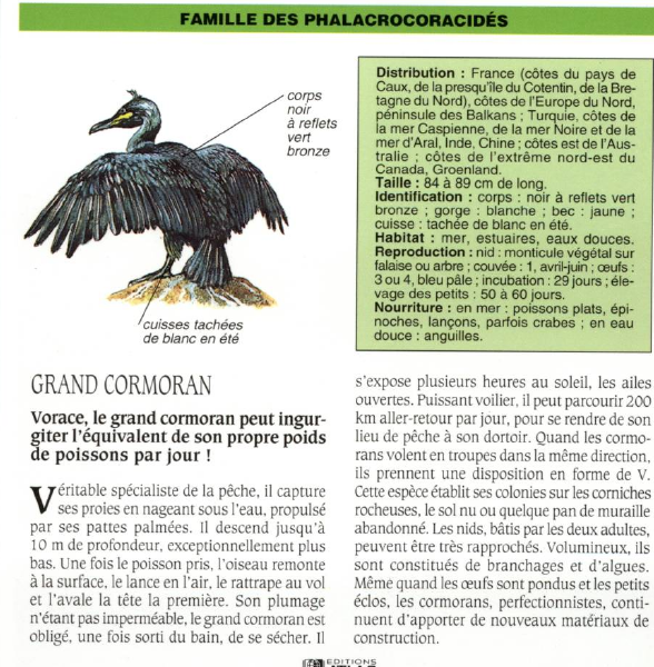 Prévisualisation du document GRAND CORMORAN