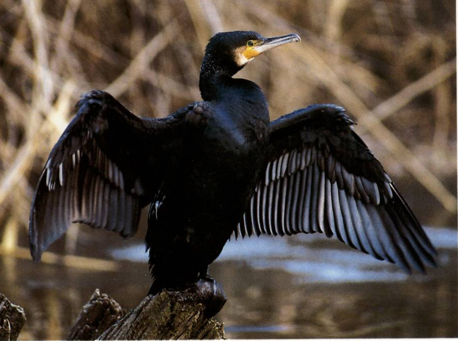 Prévisualisation du document GRAND CORMORAN