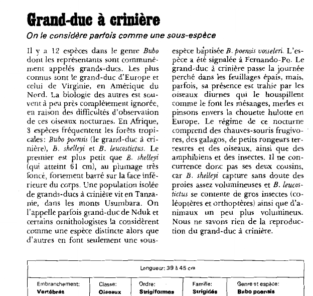 Prévisualisation du document Grand-duc à crinière:On le considère parfois comme une sous-espèce.