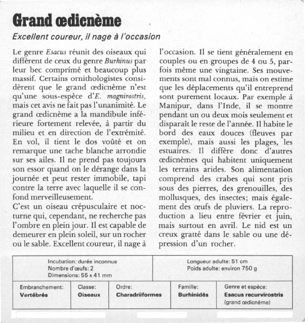 Prévisualisation du document Grand oedienème:Excellent coureur, il nage à l'occasion.