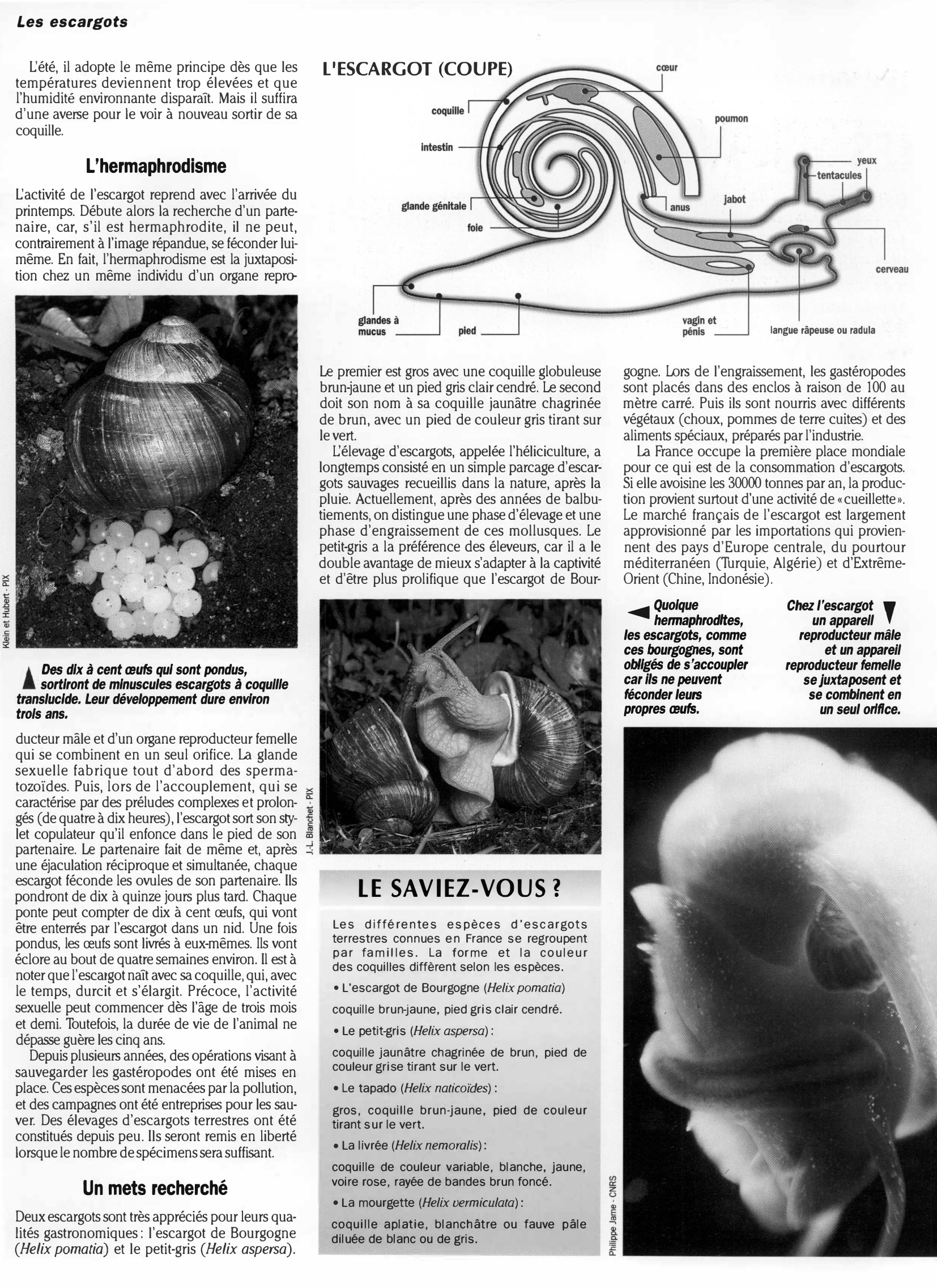 Prévisualisation du document Grand oral du bac : LES ESCARGOTS