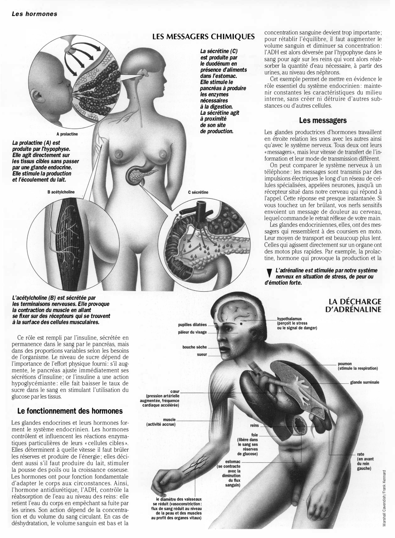 Prévisualisation du document Grand oral du bac : LES HORMONES