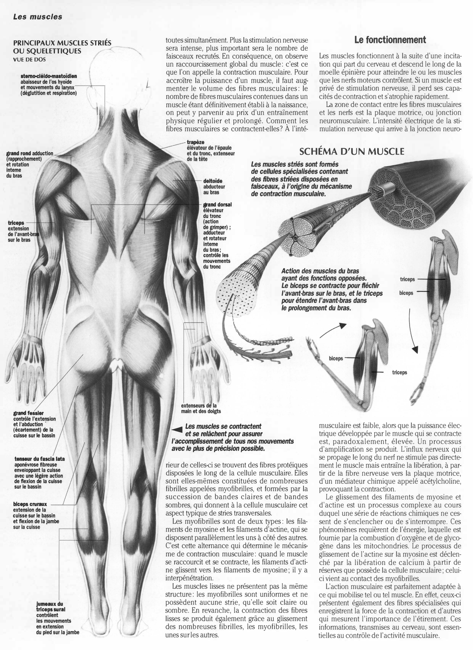 Prévisualisation du document Grand oral du bac : LES MUSCLES