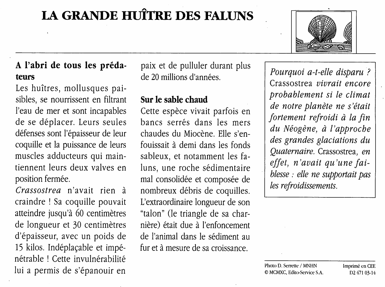 Prévisualisation du document GRANDE HUITRE DES FALUNS