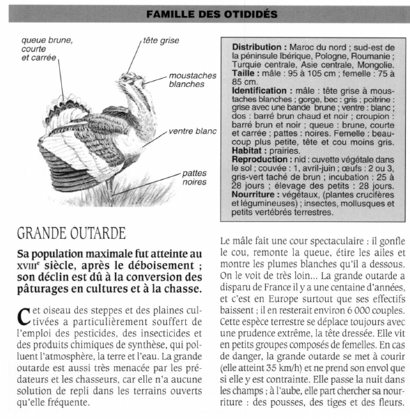 Prévisualisation du document GRANDE OUTARDE