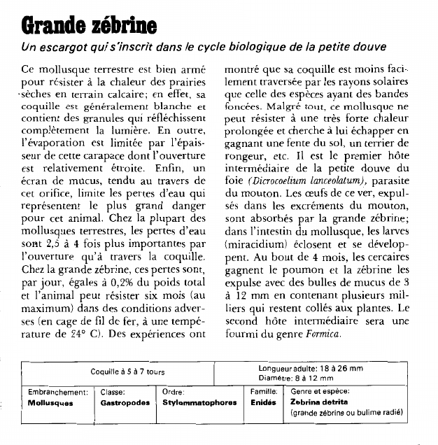 Prévisualisation du document Grande zébrine:Un escargot qui s7nscrit dans le cycle biologique de la petite douve.