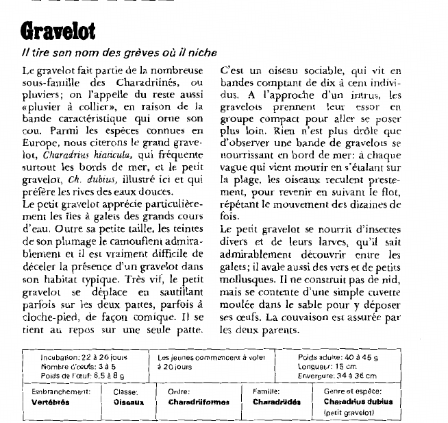 Prévisualisation du document Gravelot:Il tire son nom des grèves où il niche.