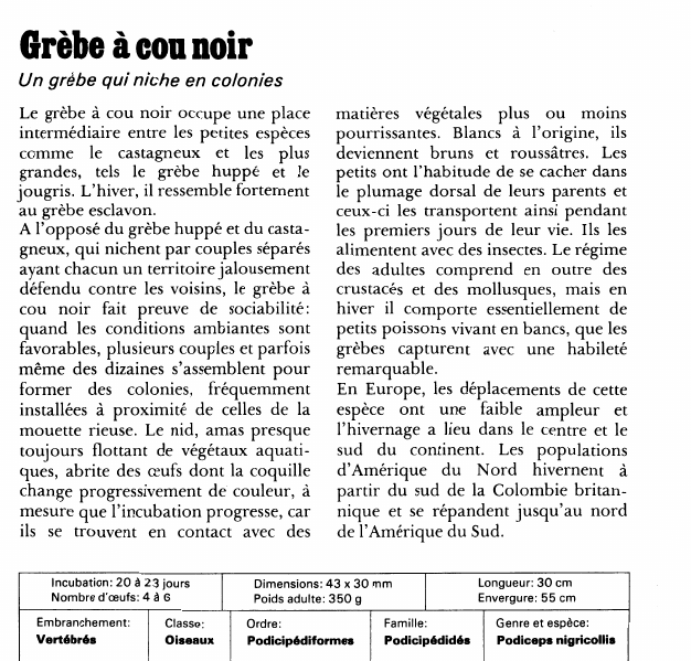 Prévisualisation du document Grèbe à con noir:Un grèbe qui niche en colonies.