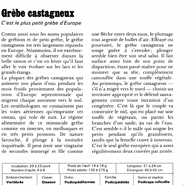 Prévisualisation du document Grèbe castagneux:C'est le plus petit grèbe d'Europe.
