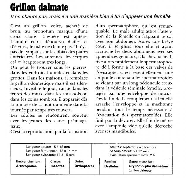 Prévisualisation du document Grillon dalmate:Il ne chante pas, mais il a une manière bien à lui d'appeler une femelle.