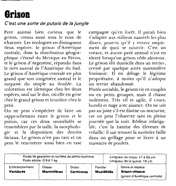 Prévisualisation du document GrisonC'est une sorte de putois de la junglePetit animal bien curieux que le grison, connu aussi sous le nom de «huron».