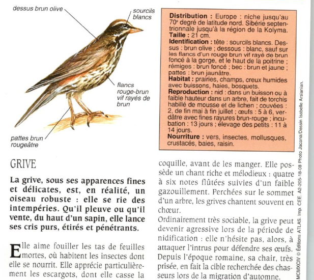 Prévisualisation du document GRIVE