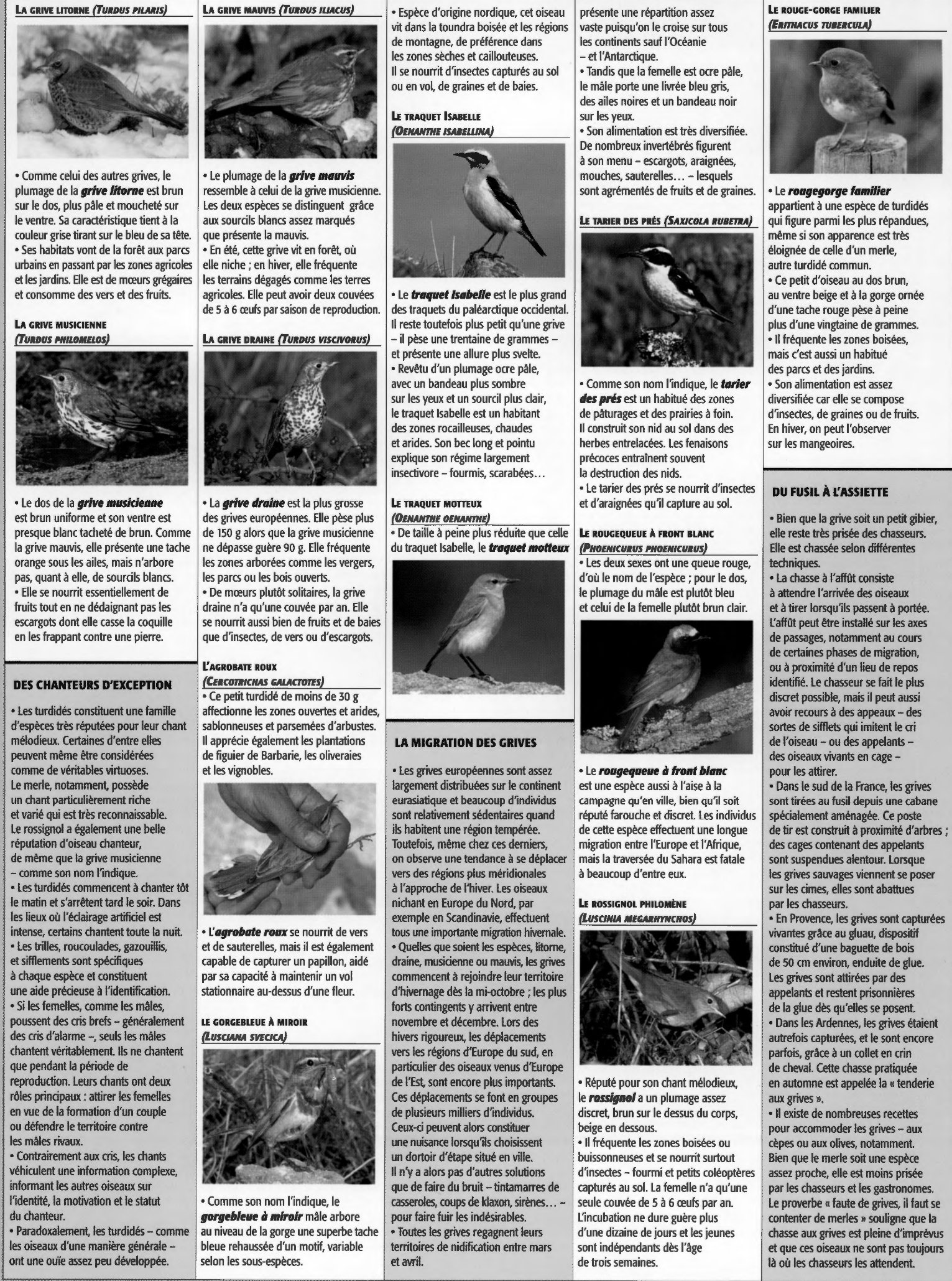 Prévisualisation du document Grives et Merles (Zoologie)