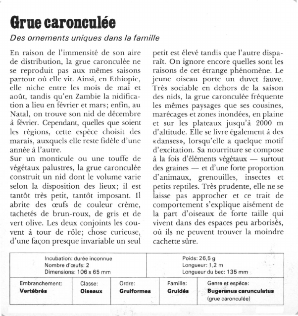 Prévisualisation du document Grue caronculée:Des ornements uniques dans la famille.