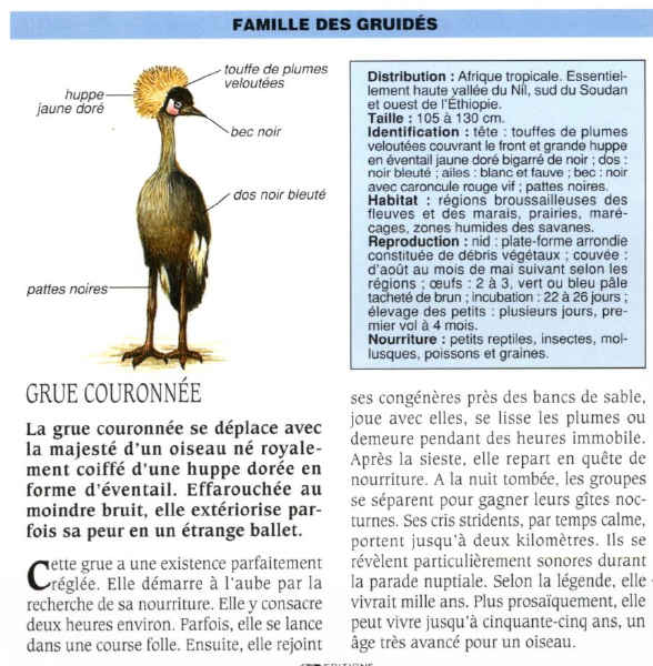 Prévisualisation du document GRUE COURONNÉE