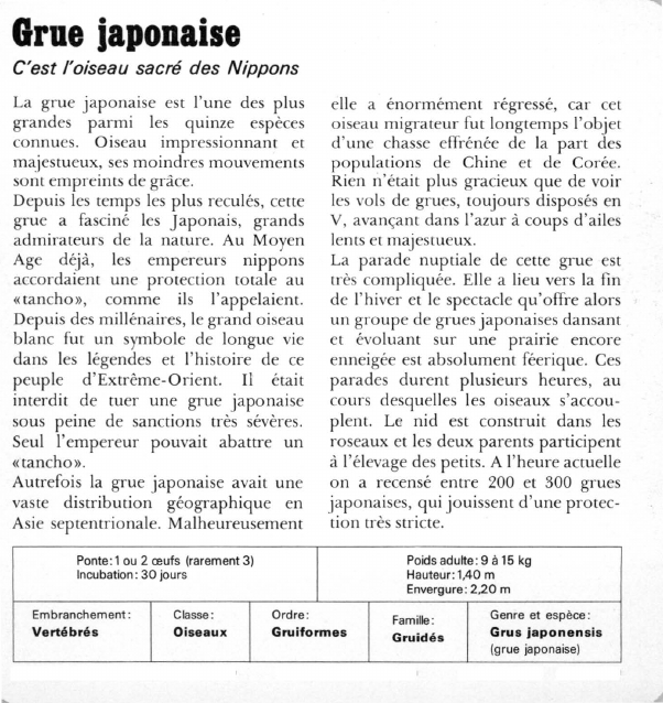 Prévisualisation du document Grue japonaise:C'est l'oiseau sacré des Nippons.